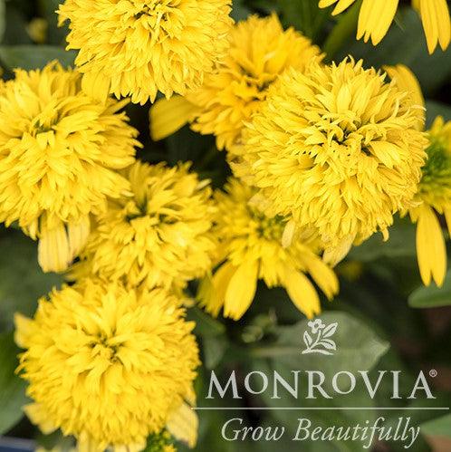 Echinacea 'Lemon' ~ Monrovia® Sunny Days™ Lemon Coneflower