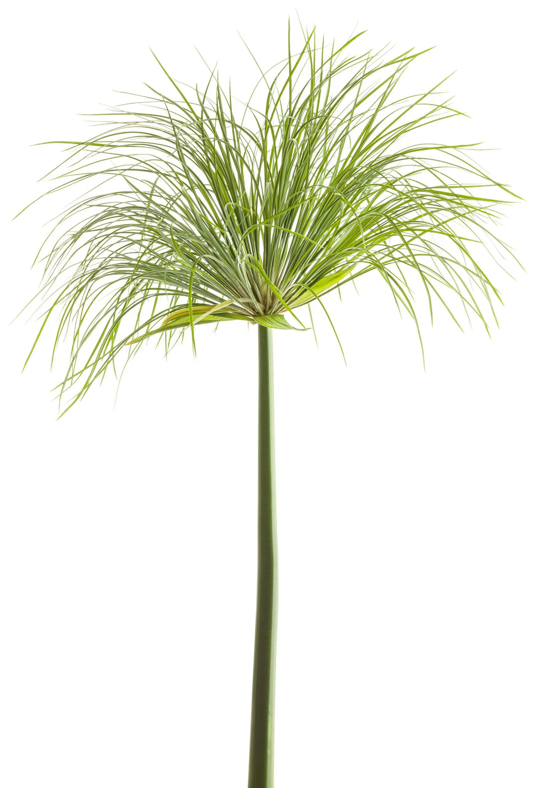 Prince Tut - Cyperus Papyrus (6 inch)