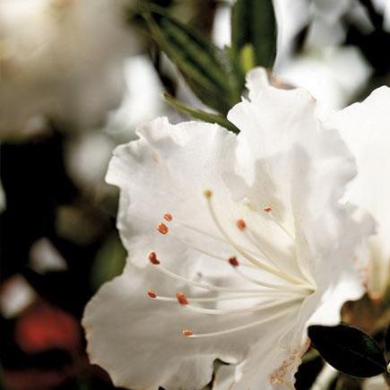 Rhododendron 'Robleg’ ~ Encore® Autumn Angel™ Azalea