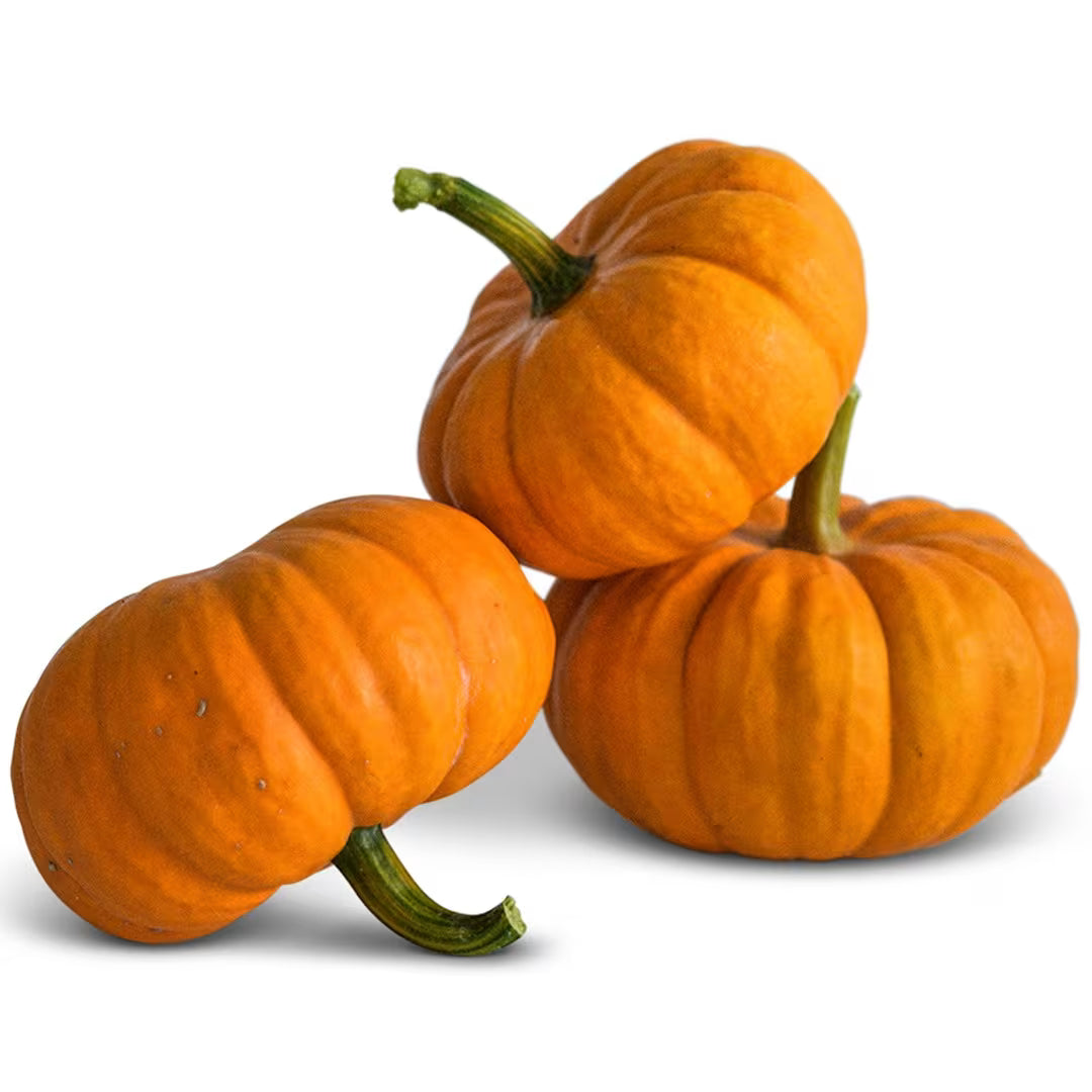 Pumpkins - Jack
