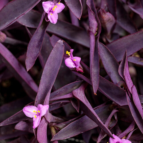 Purple Queen - Medium Terracota Pots