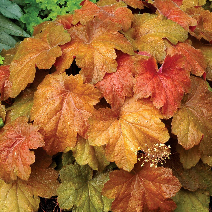 Heuchera 'Southern Comfort' ~ Southern Comfort Coral Bells, Heuchera