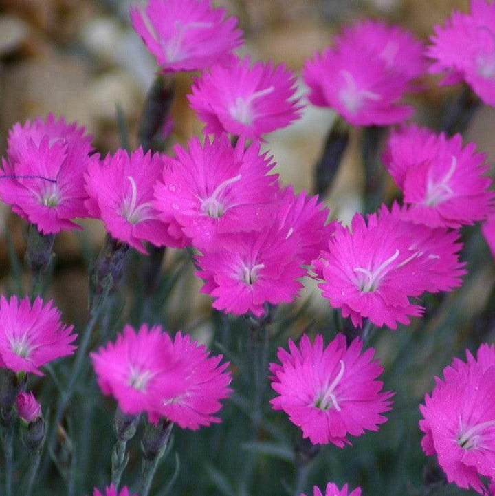 Dianthus gratianopolitanus 'Firewitch' ~ Firewitch Dianthus, Cheddar Pink