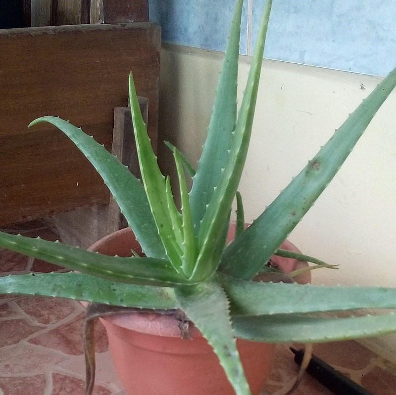 Aloe vera ~ Aloe