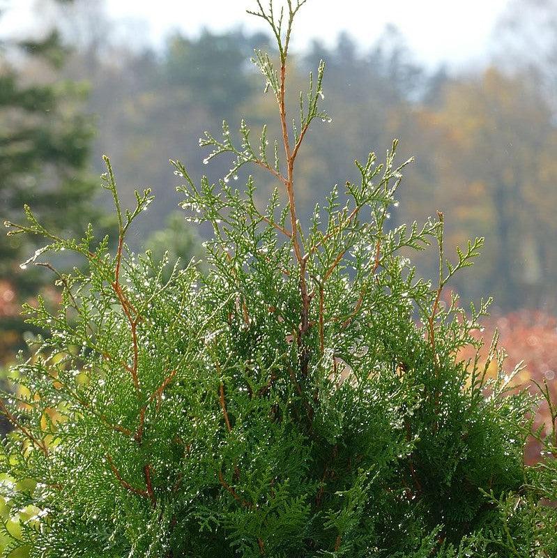 Thuja occidentalis 'RUTTHU5' ~ First Editions® Tall Guy™ Arborvitae