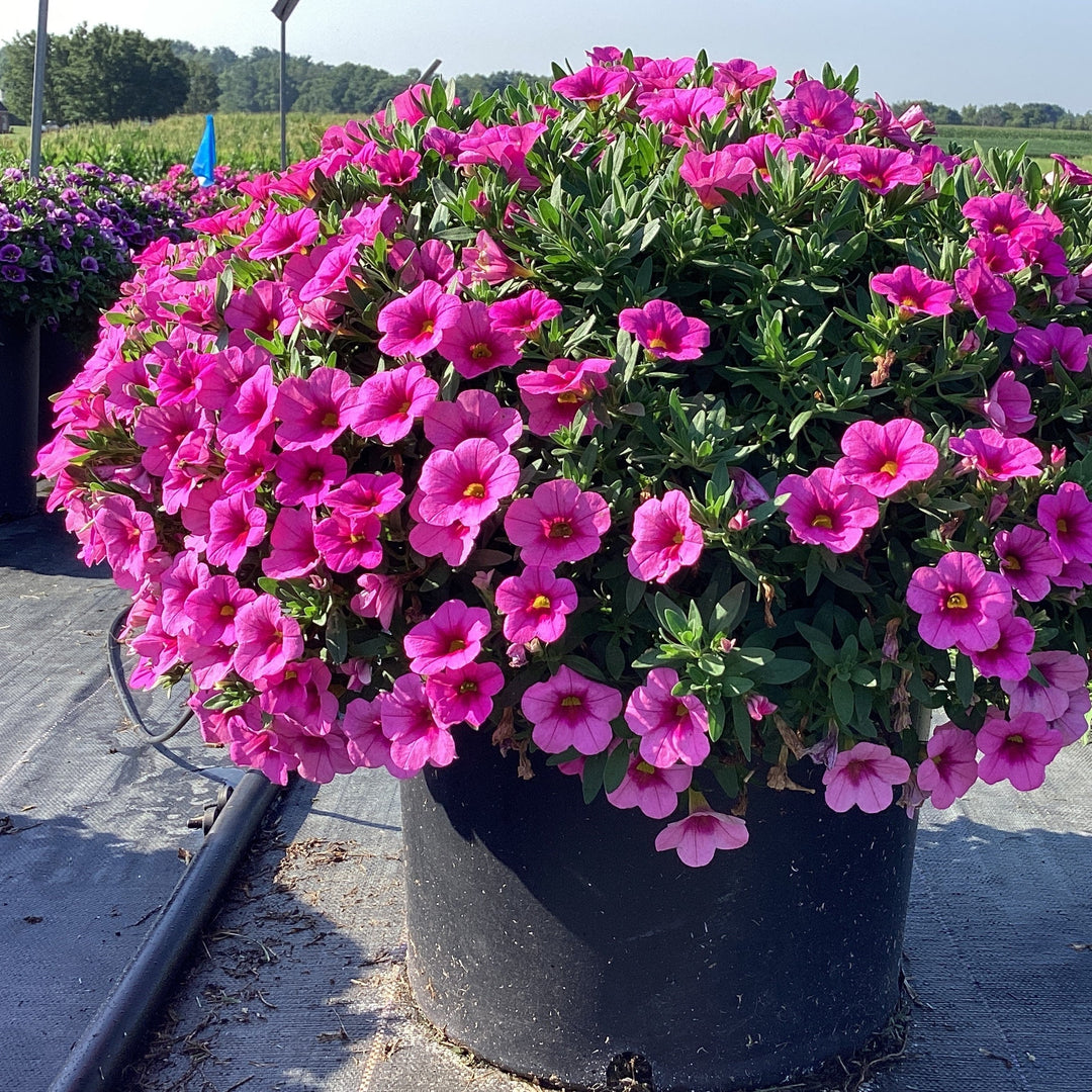 Calibrachoa 'Balcongpik246' ~ Conga™ Pink Calibrachoa