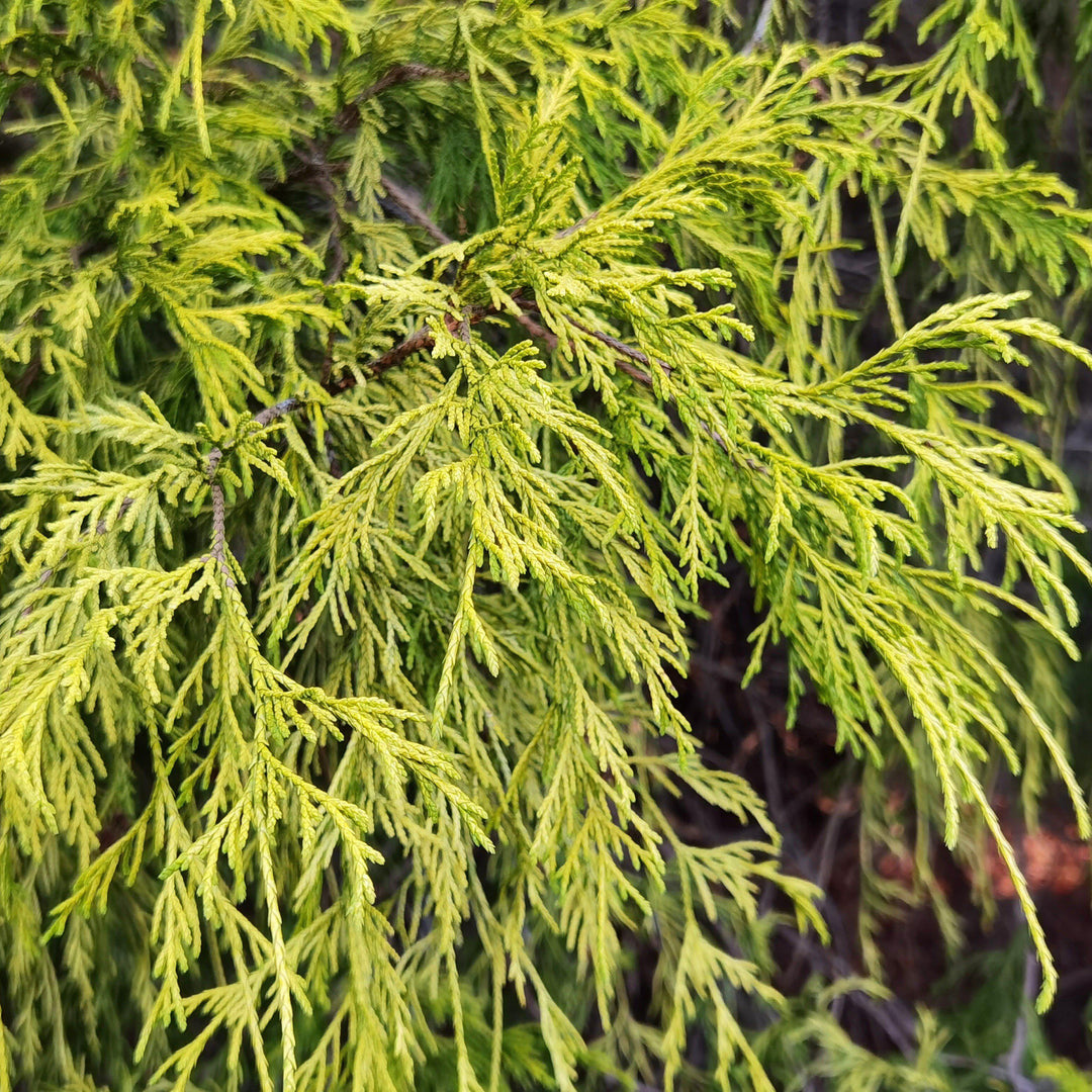 Chamaecyparis pisifera 'Paul's Gold' ~ Paul's Gold Threadbranch Cypress