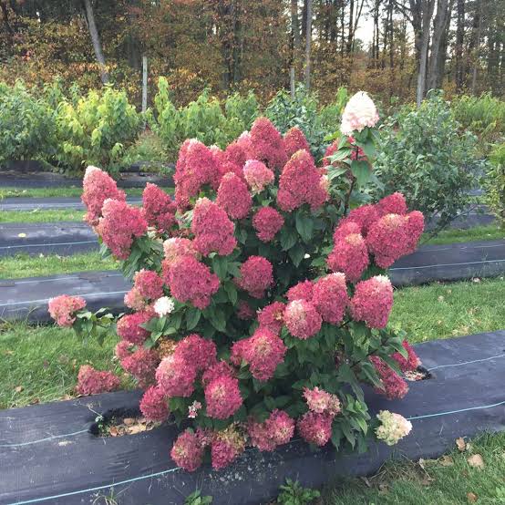 Monrovia Hydrangea - Winners Quick Fire Fab