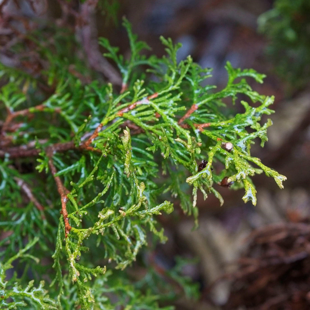 Thuja occidentalis 'Little Giant' ~ Little Giant Arborvitae