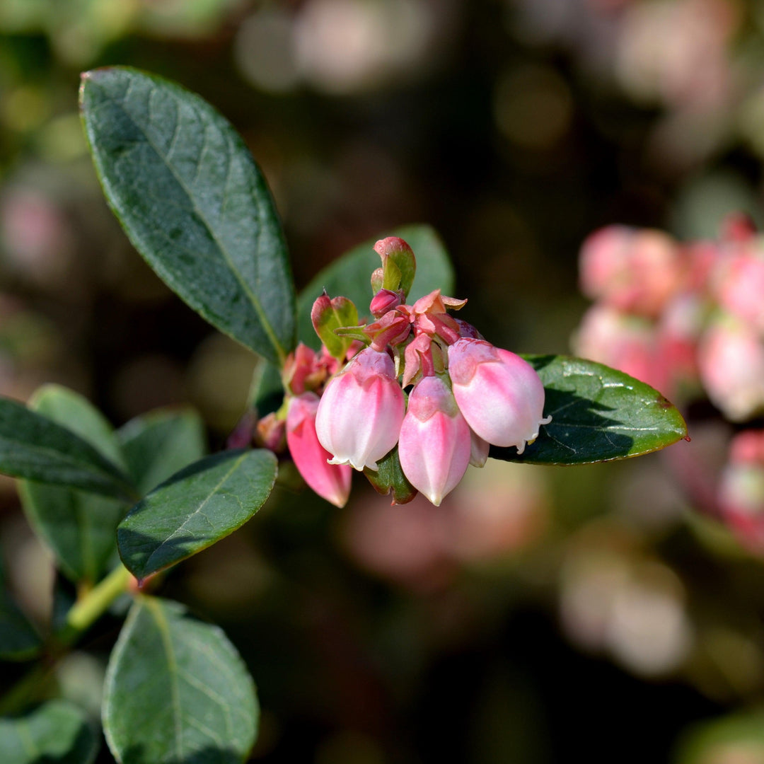 Blueberry 'Premier'