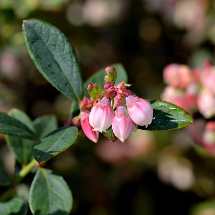 Blueberry 'Premier'