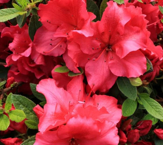 Azalea 'Dwarf Redbloom Pink'