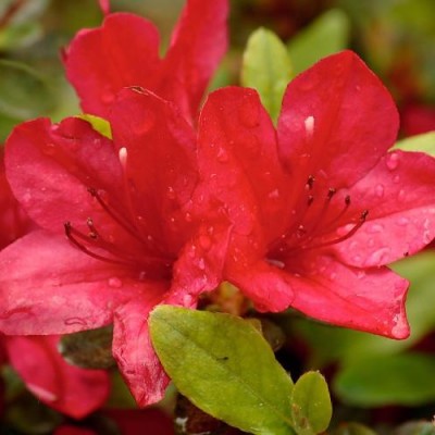 Azalea 'Red Formosa'