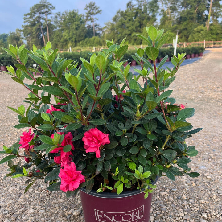 Rhododendron ‘Conlea' ~ Encore® Autumn Rouge™ Azalea