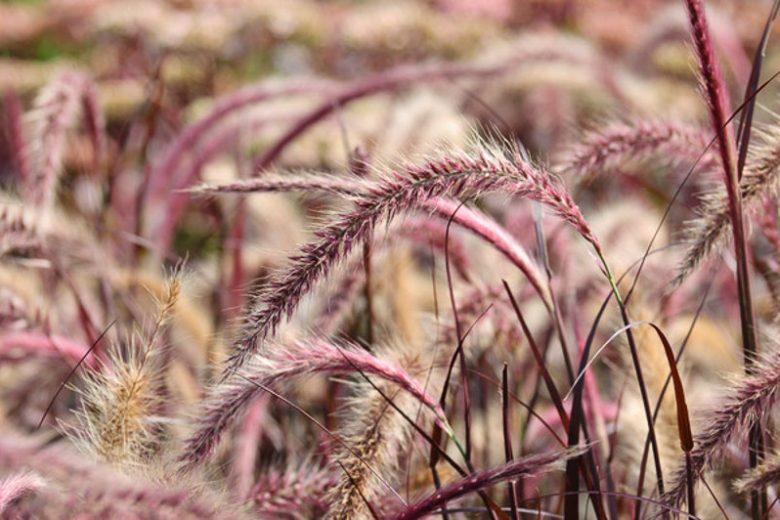 Purple Fountain Grass - Rubrum