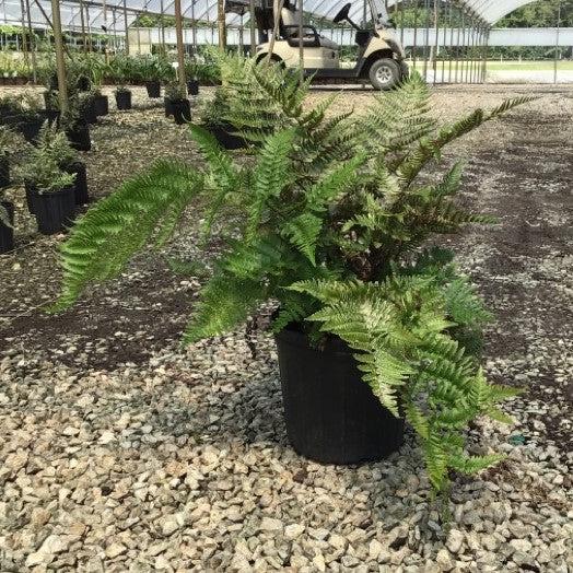 Dryopteris erythrosora 'Brilliance' ~ Brilliance Autumn Fern