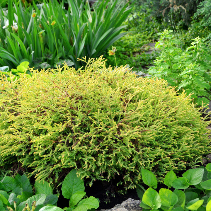 Thuja occidentalis 'Concesarini' ~ Pancake™ Arborvitae