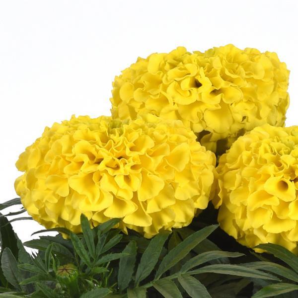 Tagetes erecta 'PAS106054' ~ Taishan® Yellow African Marigold