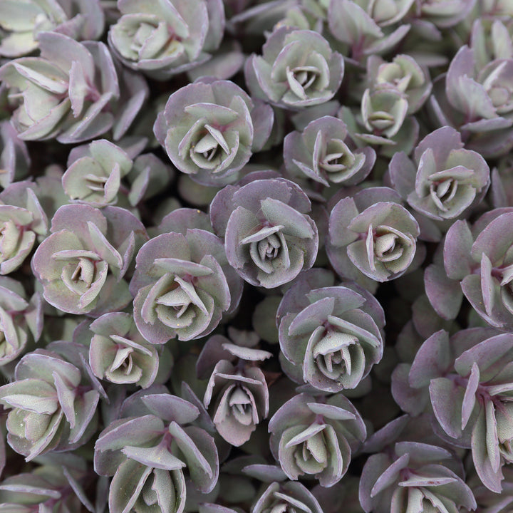 Sedum x Sedoro 'Blue Elf' ~ Sunsparkler® Blue Elf Sedum