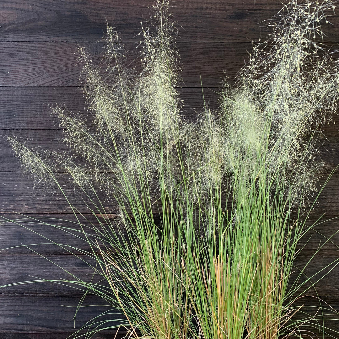 Muhlenbergia capillaris 'White Cloud' ~ White Cloud Muhly Grass