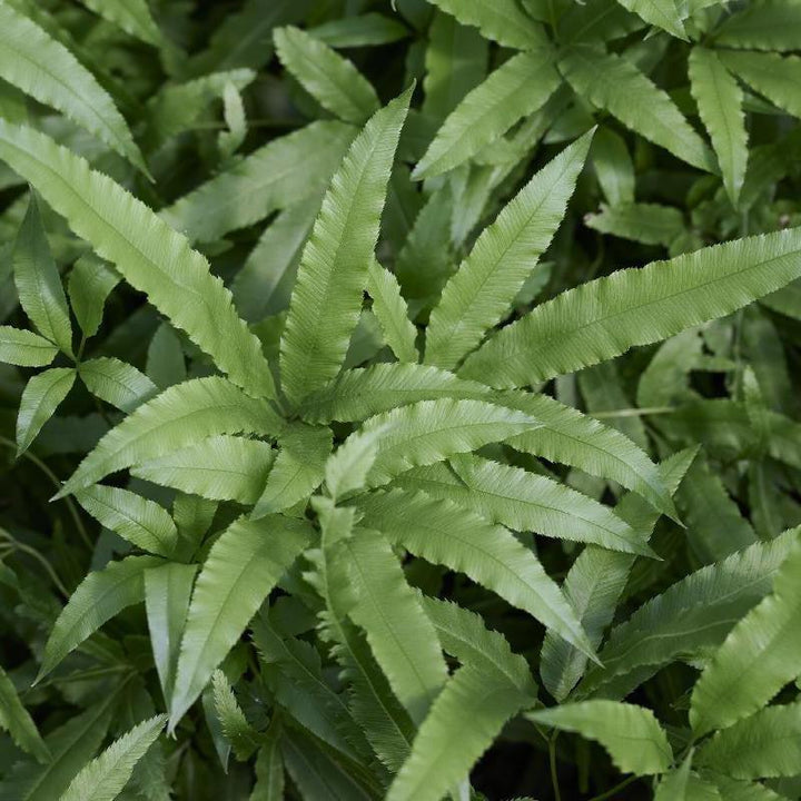 Pteris cretica 'Velociraptor’ ~ Monrovia® Jurassic™ Velociraptor Ribbon Fern