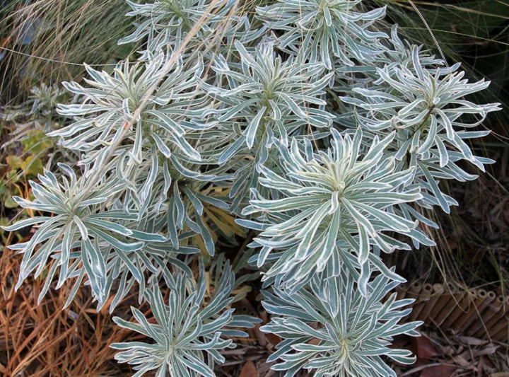 Euphorbia - Spurge Sahara Glacier Blue