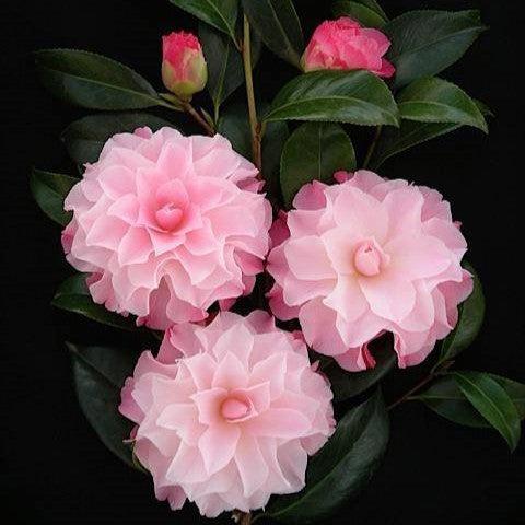 Camellia japonica 'Buttons and Bows' ~ Buttons and Bows Camellia