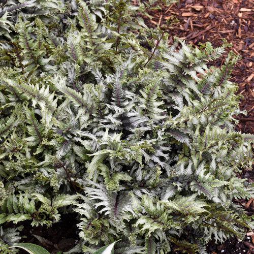 Athyrium niponicum 'Crested Surf' ~ PW® Crested Japanese Painted Fern