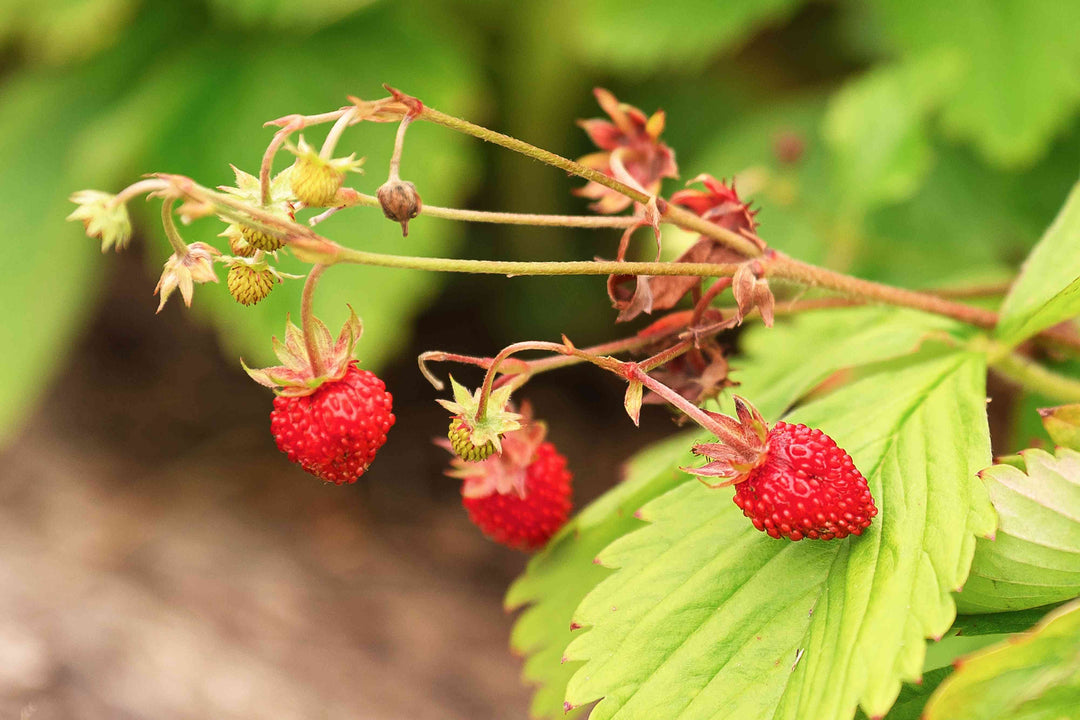 Strawberries - Native organic
