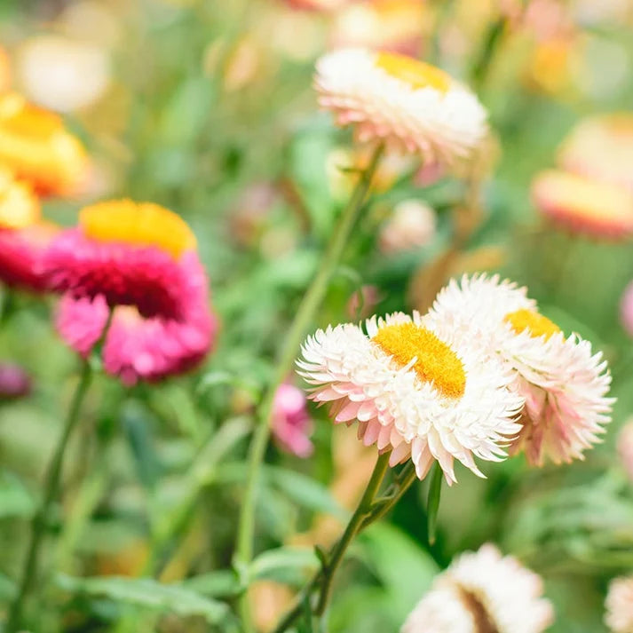 Strawflower - Large Deco Pot