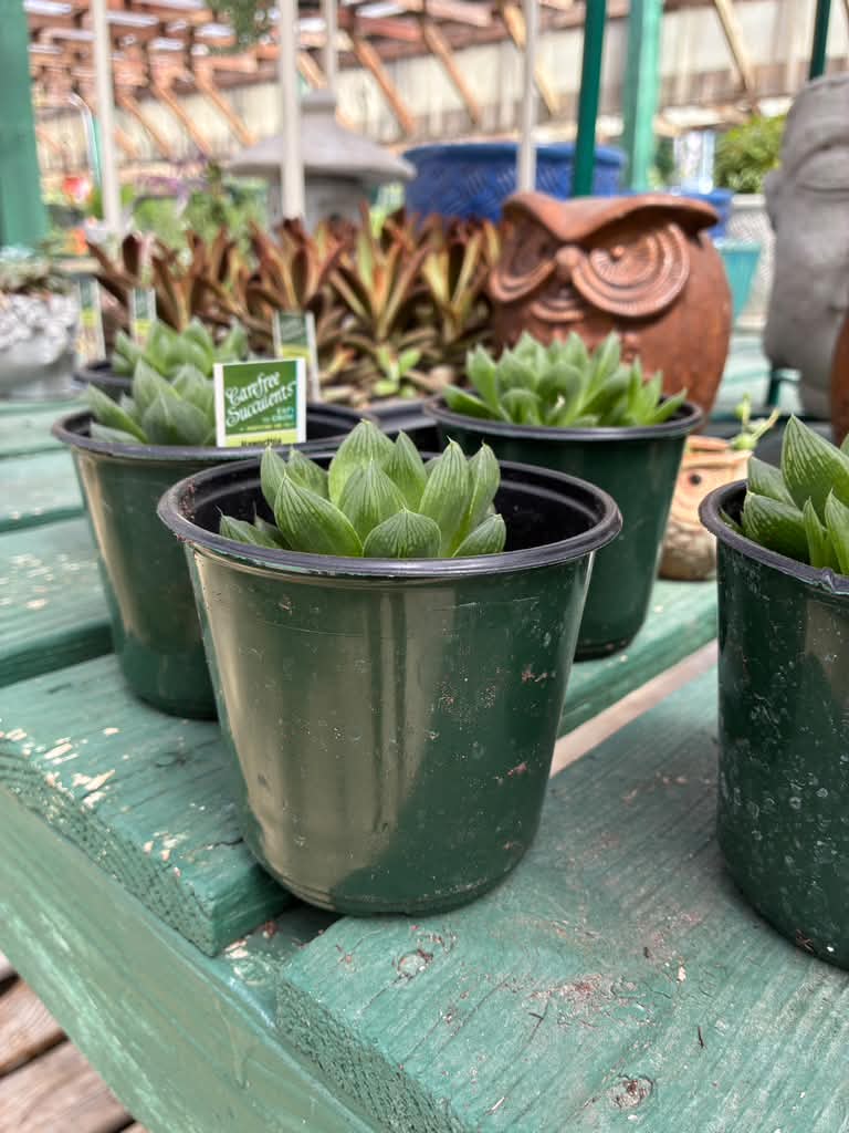 Succulent - 4 inch - houseplant