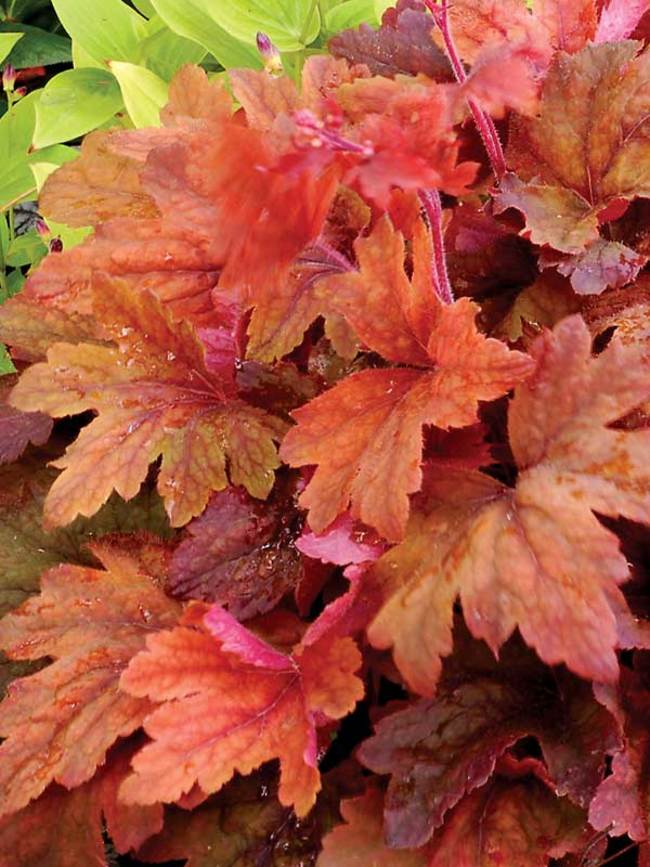 Heuchera - Coral Bells - Sweet Tea