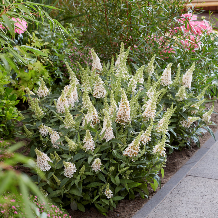 Buddleia davidii ‘BotEx 003’ PP34,525 ~ Butterfly Candy™ Lil' Coconut™ Butterfly Bush