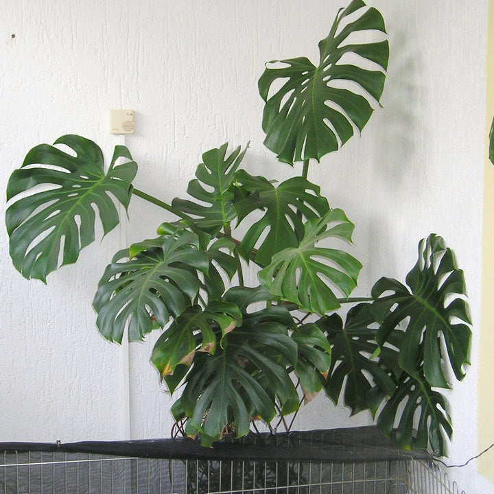 Monstera deliciosa 'Tauerii' ~ Monrovia® Dwarf Swiss-Cheese Plant