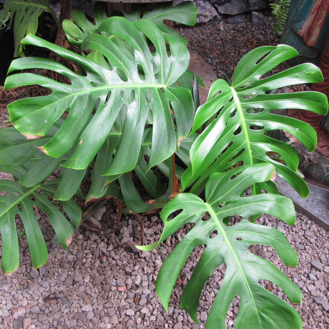 Monstera deliciosa 'Tauerii' ~ Monrovia® Dwarf Swiss-Cheese Plant