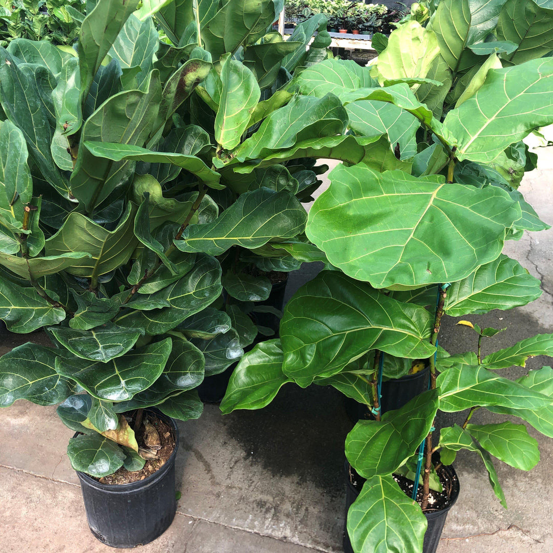 Ficus lyrata ~ Monrovia® Fiddle-Leaf Fig