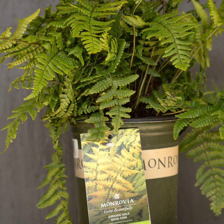 Dryopteris wallichiana 'Jurassic Gold' ~ Monrovia® Jurassic Gold Fern