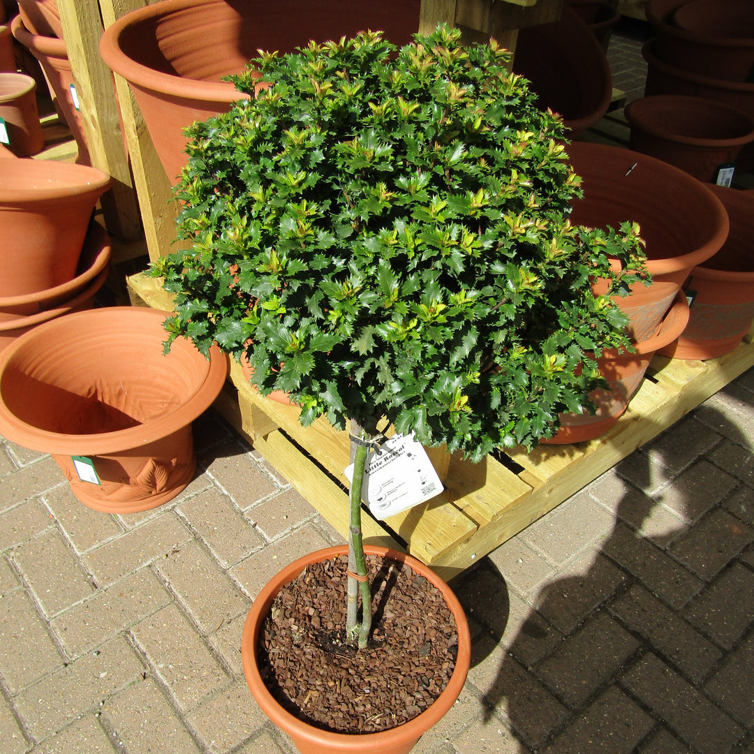 Ilex x meserveae 'Mondo' ~ Monrovia® Little Rascal® Holly