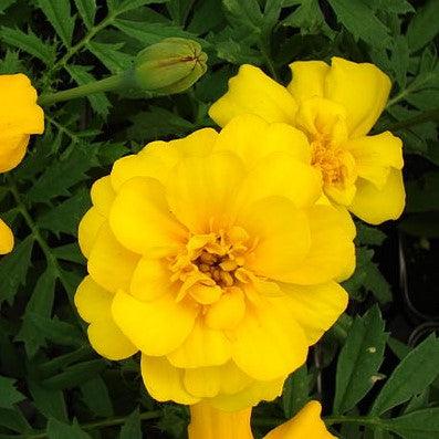 Tagetes patula 'PAS97727' ~ Durango® Yellow French Marigold