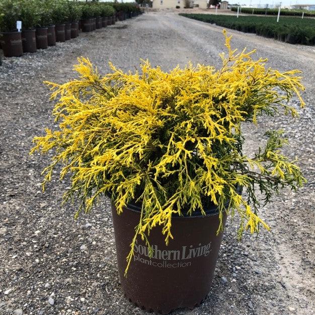 Chamaecyparis pisifera 'Paul's Gold' ~ Paul's Gold Threadbranch Cypress