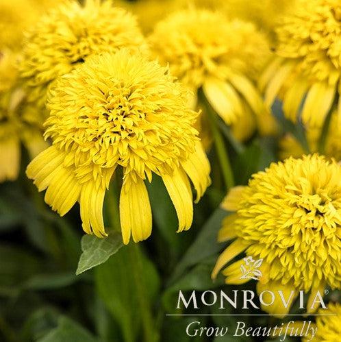 Echinacea 'Lemon' ~ Monrovia® Sunny Days™ Lemon Coneflower