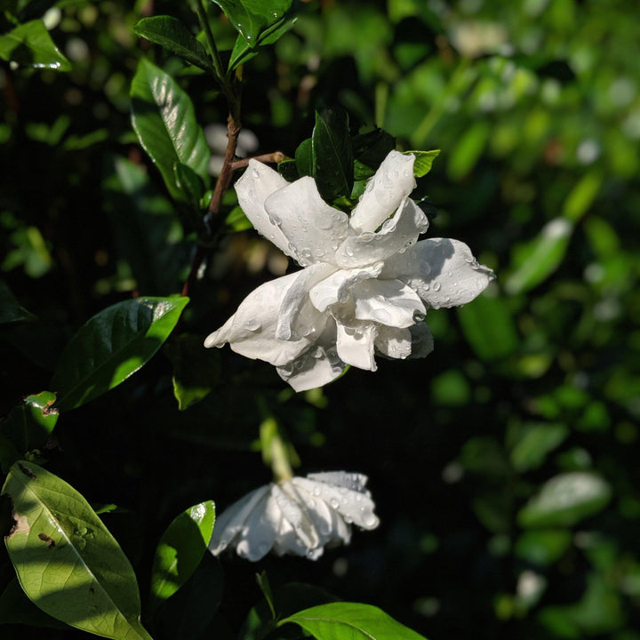 Gardenia jasminoides 'August Beauty' ~ August Beauty Gardenia