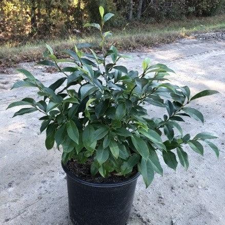 Michelia figo ~ Banana Shrub