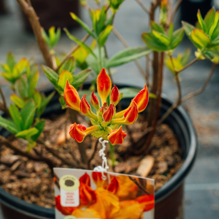 Rhododendron ‘QbackB’ PP27083 ~ Azalea Sunbow® Solar Flare