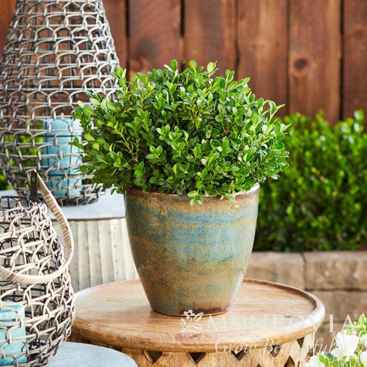 Buxus microphylla var. japonica 'Green Beauty' ~ Monrovia® Green Beauty Boxwood