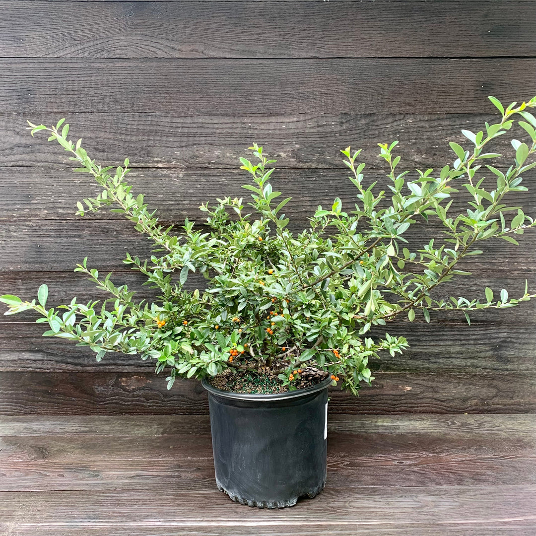 Pyracantha x 'Mohave' ~ Mohave Firethorn Shrub