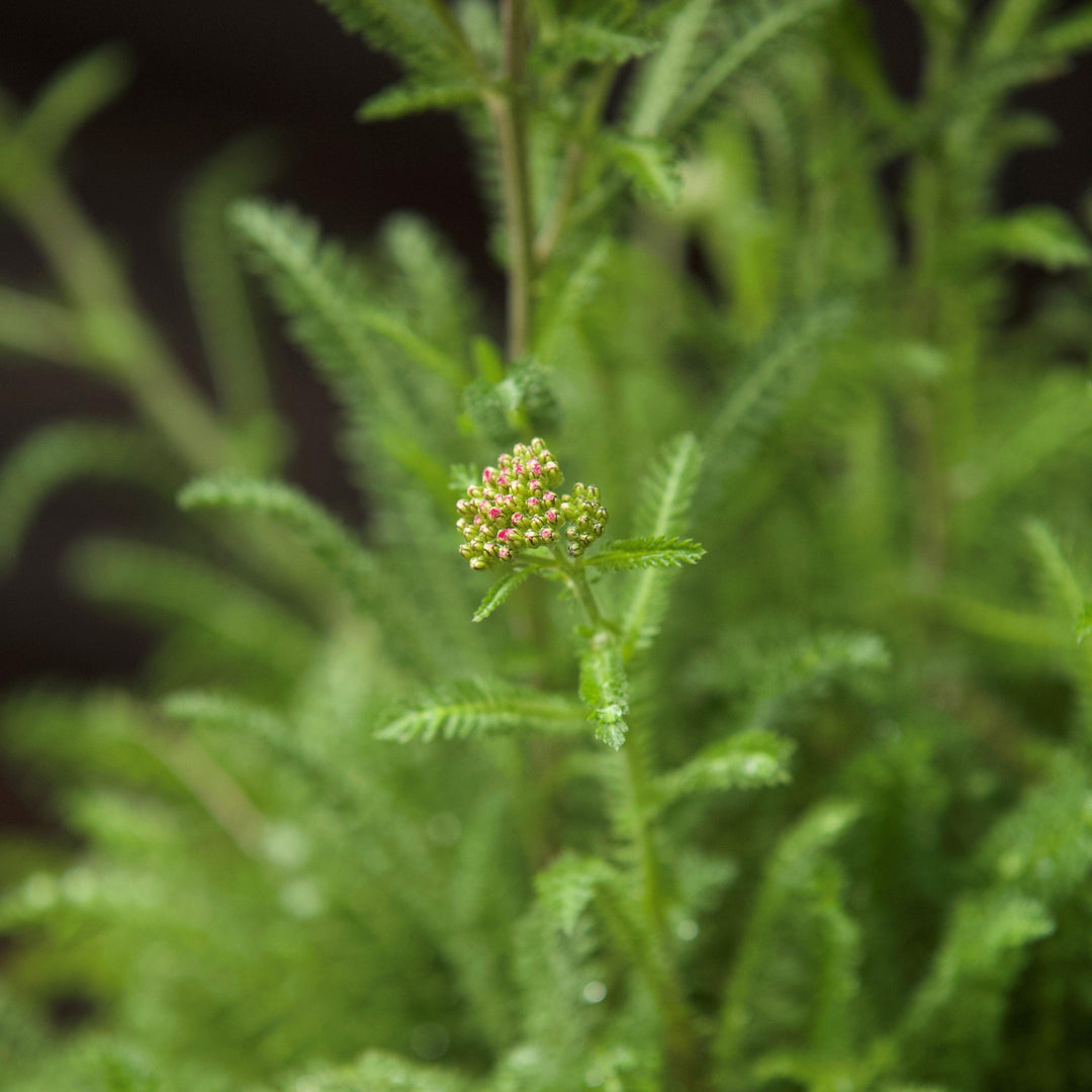 Achillea millefolium 'Balvinviolet' USPP 25,750' ~ New Vintage™ Violet Yarrow