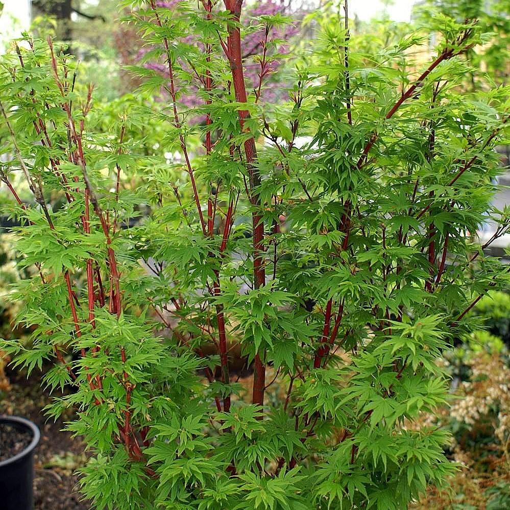 Acer palmatum 'Sango-kaku' ~ Coral Bark Japanese Maple