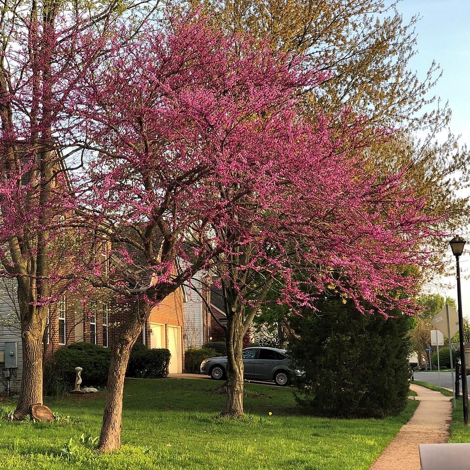 Cercis canadensis 'Forest Pansy' ~ Forest Pansy Eastern Redbud