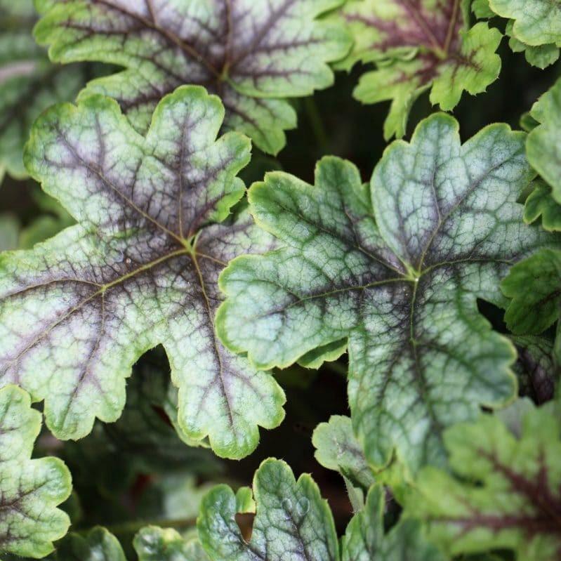 Heucherella ‘Tapestry’ ~ Tapestry Foamy Bells